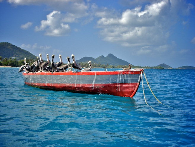 Gre Carriacou Pelicans